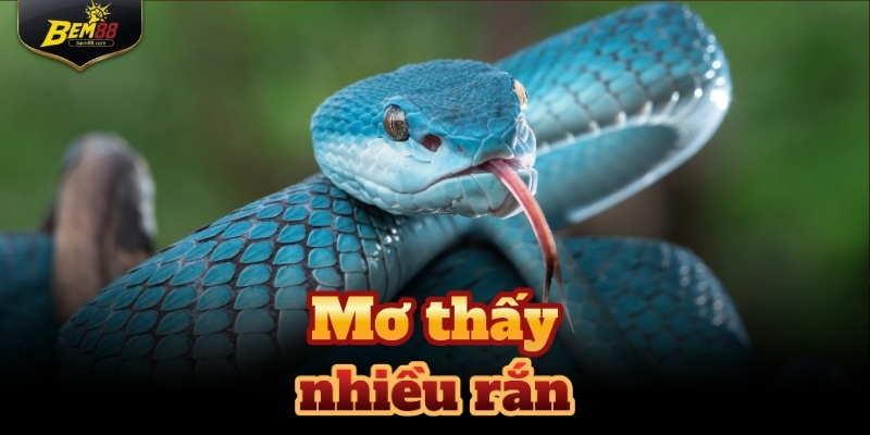 Mơ thấy nhiều rắn thì vận khí đang đến gần